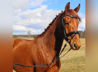 Deutsches Sportpferd, Wallach, 9 Jahre, 158 cm, Fuchs