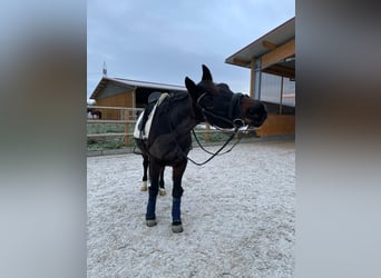 Deutsches Sportpferd, Wallach, 9 Jahre, 160 cm