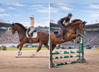 Deutsches Sportpferd, Wallach, 9 Jahre, 160 cm
