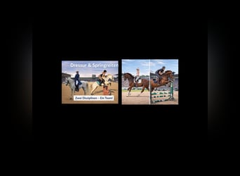 Deutsches Sportpferd, Wallach, 9 Jahre, 160 cm