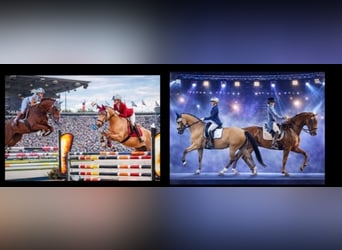 Deutsches Sportpferd, Wallach, 9 Jahre, 160 cm