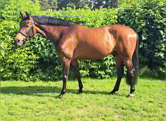 Deutsches Sportpferd, Wallach, 9 Jahre, 163 cm, Brauner