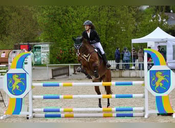 Deutsches Sportpferd, Wallach, 9 Jahre, 163 cm, Dunkelbrauner