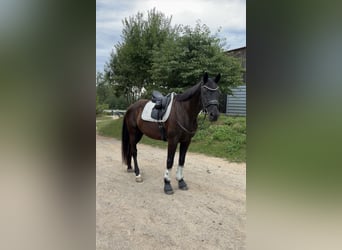 Deutsches Sportpferd, Wallach, 9 Jahre, 164 cm, Rappe