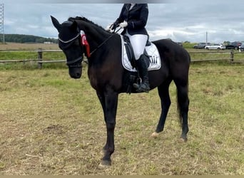 Deutsches Sportpferd, Wallach, 9 Jahre, 164 cm, Rappe