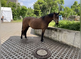 Deutsches Sportpferd, Wallach, 9 Jahre, 165 cm, Brauner