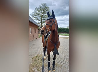Deutsches Sportpferd, Wallach, 9 Jahre, 165 cm, Brauner
