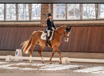 Deutsches Sportpferd, Wallach, 9 Jahre, 165 cm, Fuchs