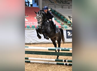 Deutsches Sportpferd, Wallach, 9 Jahre, 165 cm, Rappschimmel
