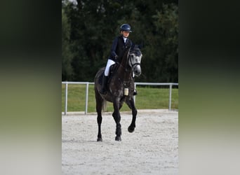 Deutsches Sportpferd, Wallach, 9 Jahre, 165 cm, Rappschimmel