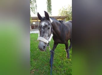 Deutsches Sportpferd, Wallach, 9 Jahre, 165 cm, Rappschimmel