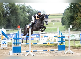 Deutsches Sportpferd, Wallach, 9 Jahre, 165 cm, Rappschimmel