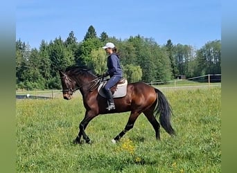 Deutsches Sportpferd, Wallach, 9 Jahre, 166 cm, Dunkelbrauner