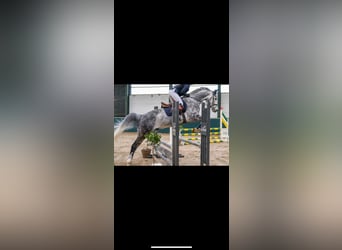 Deutsches Sportpferd, Wallach, 9 Jahre, 167 cm, Apfelschimmel