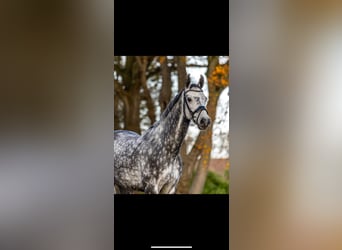 Deutsches Sportpferd, Wallach, 9 Jahre, 167 cm, Apfelschimmel