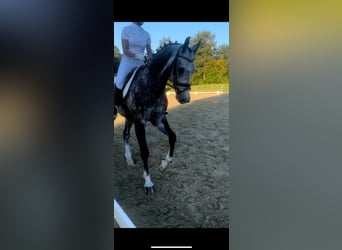 Deutsches Sportpferd, Wallach, 9 Jahre, 167 cm, Apfelschimmel