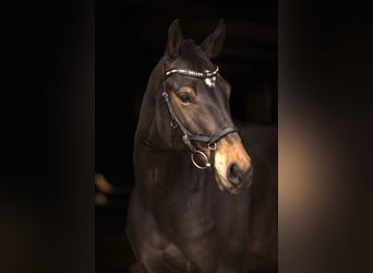 Deutsches Sportpferd, Wallach, 9 Jahre, 167 cm, Brauner