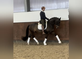 Deutsches Sportpferd, Wallach, 9 Jahre, 168 cm, Brauner