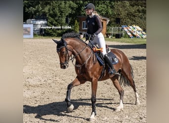 Deutsches Sportpferd, Wallach, 9 Jahre, 168 cm, Brauner