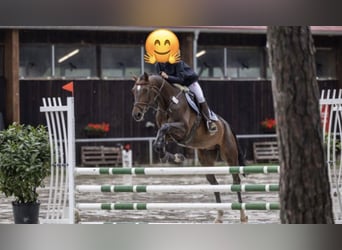 Deutsches Sportpferd, Wallach, 9 Jahre, 168 cm, Brauner