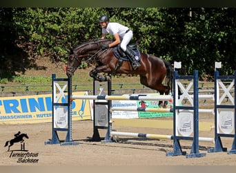 Deutsches Sportpferd, Wallach, 9 Jahre, 168 cm, Brauner