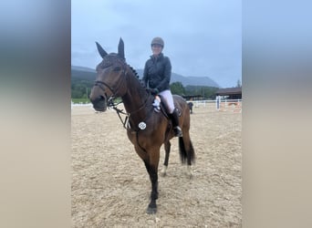 Deutsches Sportpferd, Wallach, 9 Jahre, 168 cm, Brauner