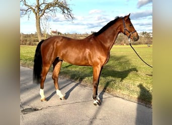 Deutsches Sportpferd, Wallach, 9 Jahre, 168 cm, Brauner