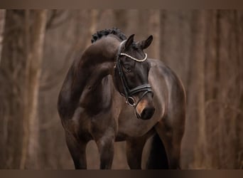 Deutsches Sportpferd, Wallach, 9 Jahre, 168 cm, Dunkelbrauner