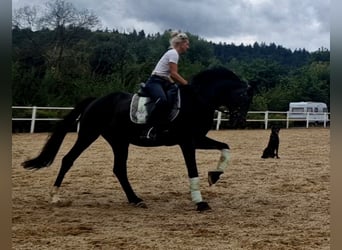Deutsches Sportpferd, Wallach, 9 Jahre, 168 cm, Dunkelbrauner
