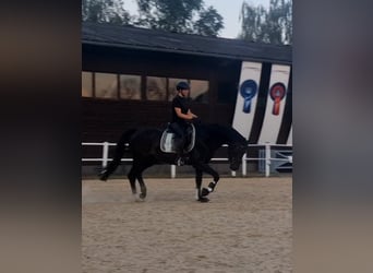 Deutsches Sportpferd, Wallach, 9 Jahre, 168 cm, Dunkelbrauner