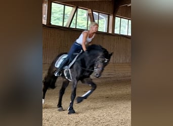 Deutsches Sportpferd, Wallach, 9 Jahre, 168 cm, Dunkelbrauner