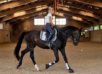 Deutsches Sportpferd, Wallach, 9 Jahre, 168 cm, Dunkelbrauner
