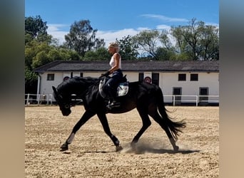 Deutsches Sportpferd, Wallach, 9 Jahre, 168 cm, Dunkelbrauner