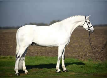 Deutsches Sportpferd, Wallach, 9 Jahre, 168 cm, Schimmel