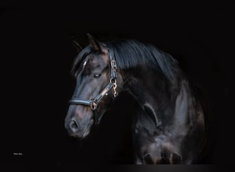 Deutsches Sportpferd, Wallach, 9 Jahre, 168 cm, Schwarzbrauner