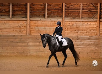 Deutsches Sportpferd, Wallach, 9 Jahre, 169 cm, Apfelschimmel