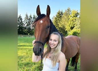 Deutsches Sportpferd, Wallach, 9 Jahre, 169 cm, Brauner