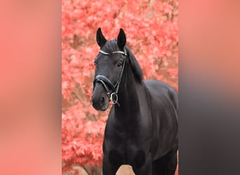 Deutsches Sportpferd, Wallach, 9 Jahre, 169 cm, Rappe