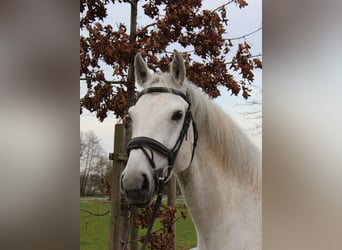 Deutsches Sportpferd, Wallach, 9 Jahre, 169 cm, Schimmel