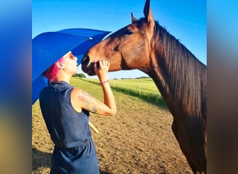 Deutsches Sportpferd, Wallach, 9 Jahre, 170 cm, Brauner