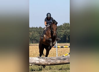 Deutsches Sportpferd, Wallach, 9 Jahre, 170 cm, Brauner