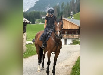 Deutsches Sportpferd, Wallach, 9 Jahre, 170 cm, Brauner