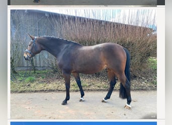 Deutsches Sportpferd, Wallach, 9 Jahre, 170 cm, Dunkelbrauner