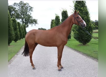 Deutsches Sportpferd, Wallach, 9 Jahre, 170 cm, Fuchs