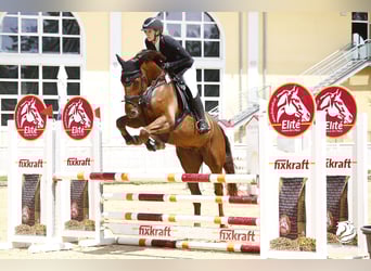 Deutsches Sportpferd, Wallach, 9 Jahre, 170 cm, Fuchs