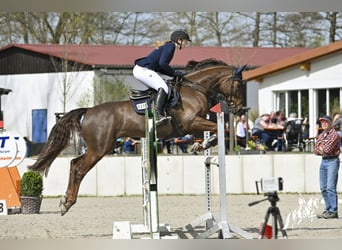 Deutsches Sportpferd, Wallach, 9 Jahre, 170 cm, Fuchs