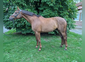 Deutsches Sportpferd, Wallach, 9 Jahre, 170 cm, Fuchs