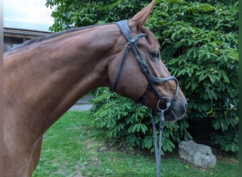 Deutsches Sportpferd, Wallach, 9 Jahre, 170 cm, Fuchs