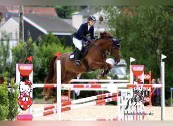 Deutsches Sportpferd, Wallach, 9 Jahre, 170 cm, Fuchs