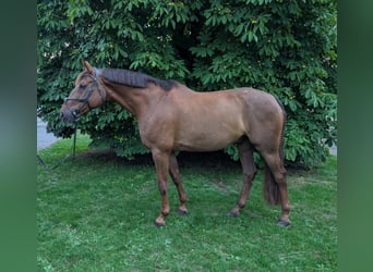 Deutsches Sportpferd, Wallach, 9 Jahre, 170 cm, Fuchs